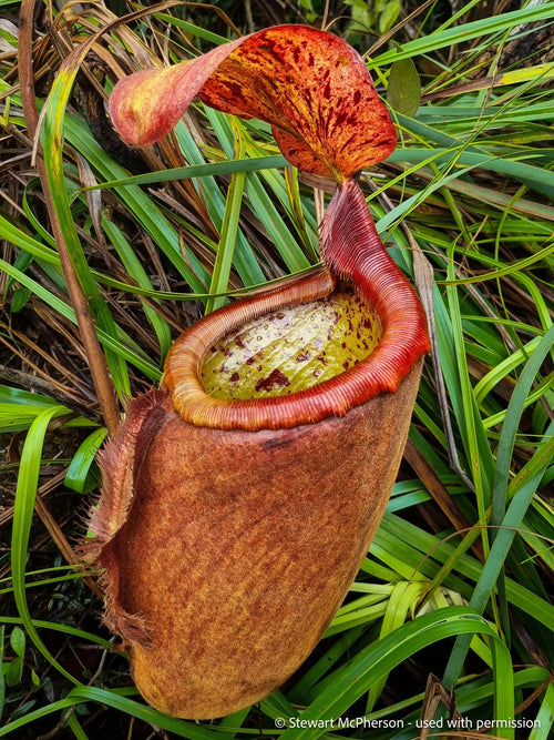 Nepenthes palawanensis (Palawan) 大森食虫植物農園