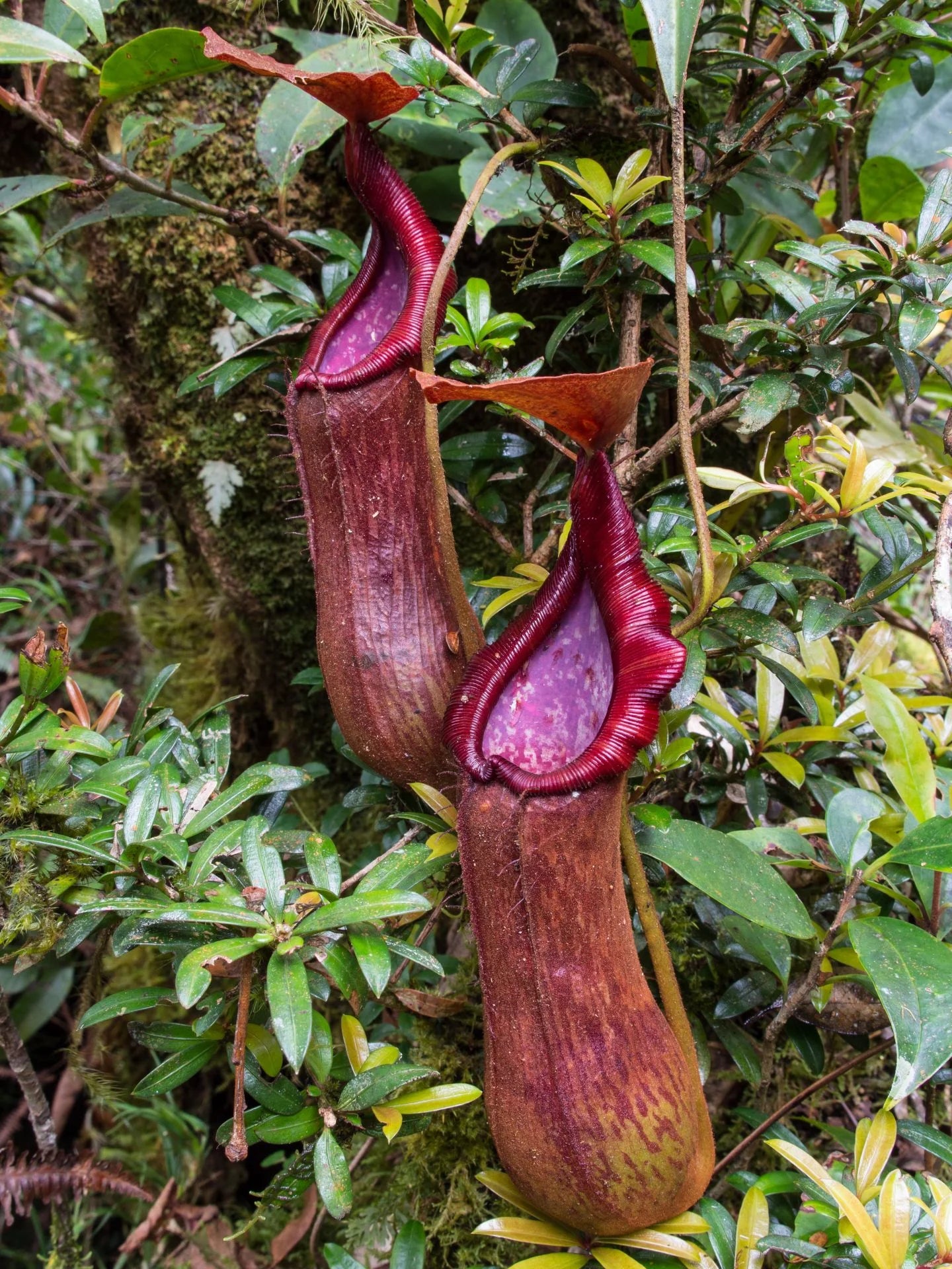 Nepenthes pantaronensis (Mt.Sumagaya) 大森食虫植物農園