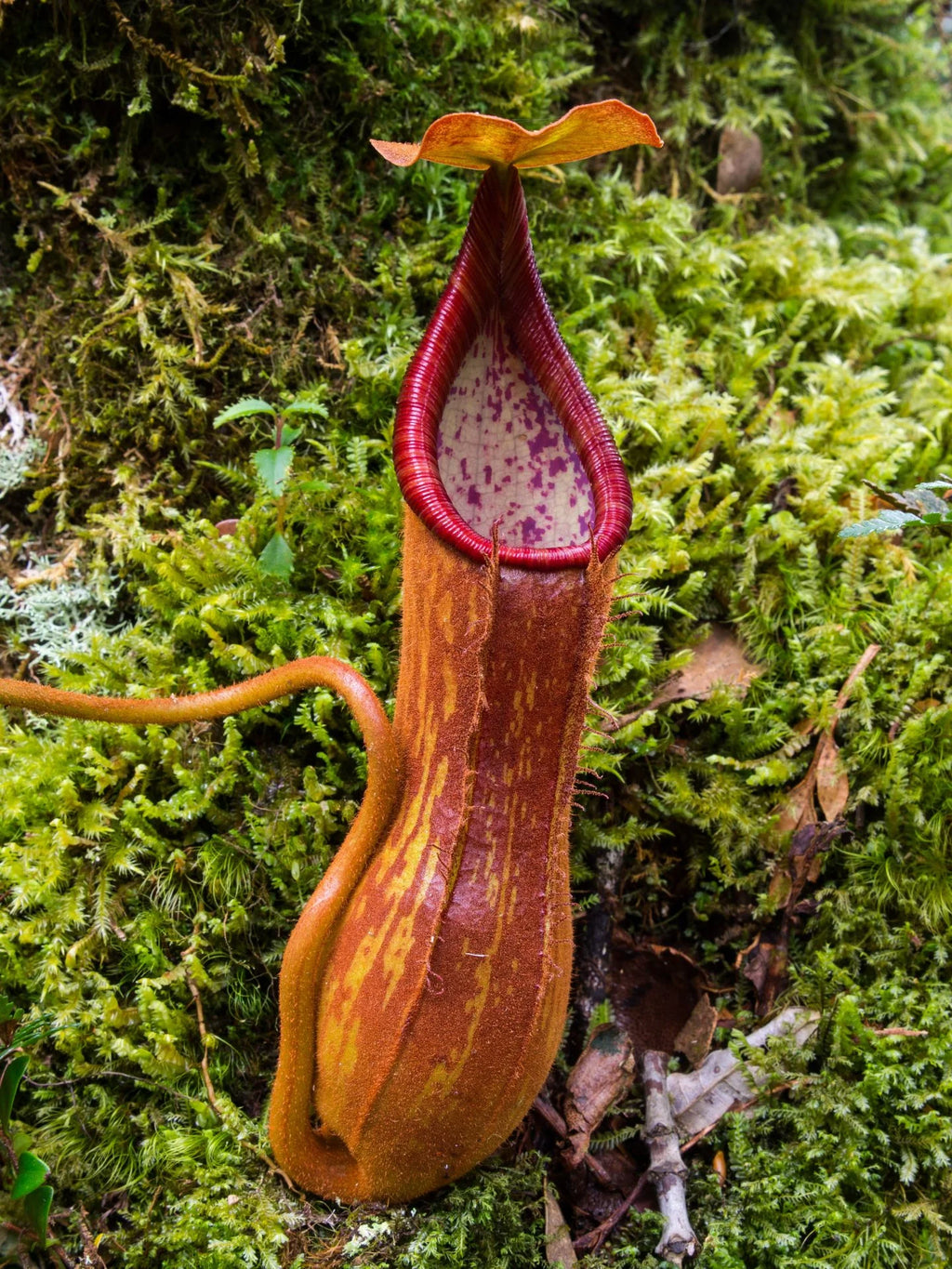 Nepenthes pantaronensis (Mt.Sumagaya) 大森食虫植物農園