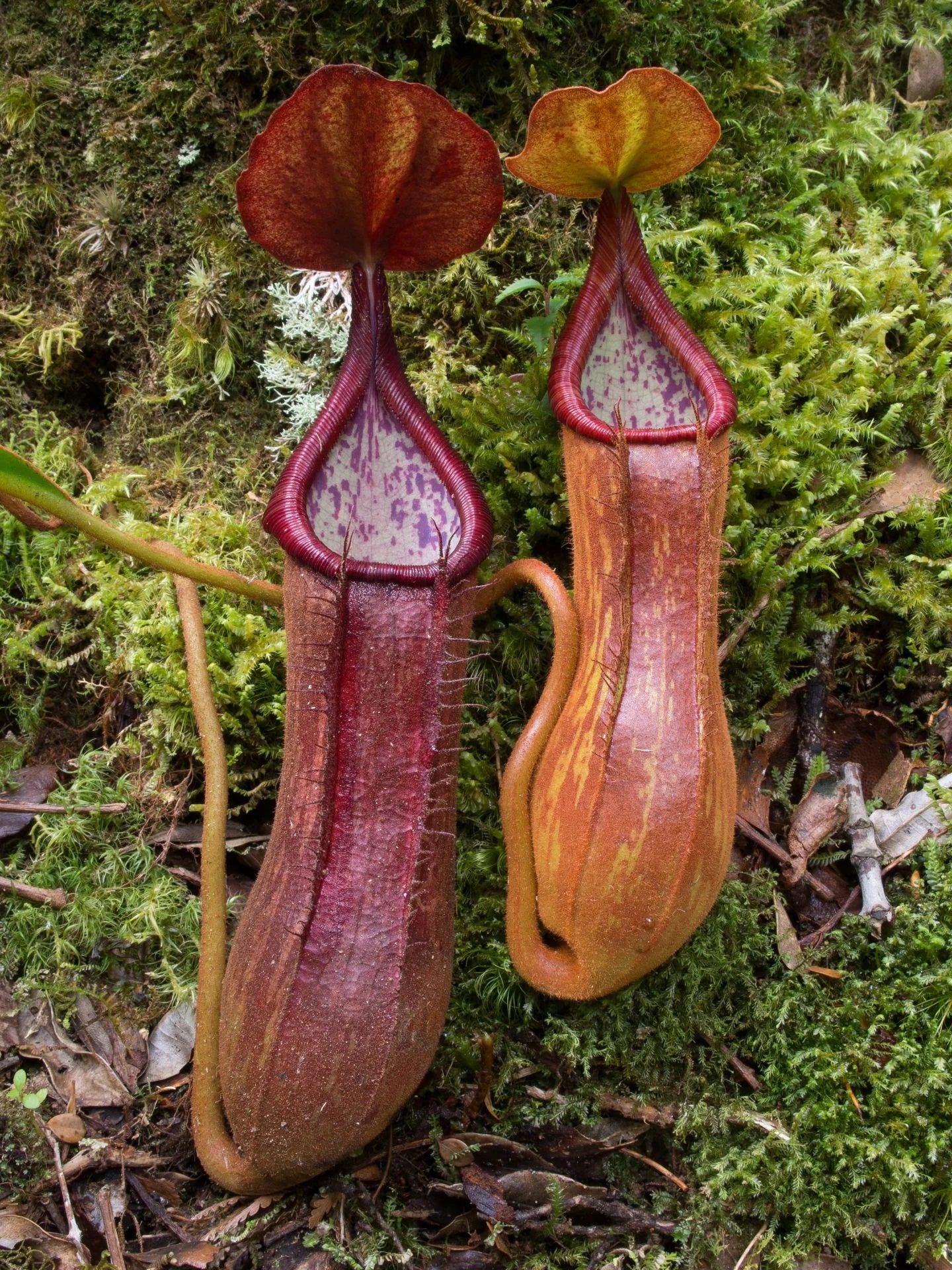 Nepenthes pantaronensis (Mt.Sumagaya) 大森食虫植物農園