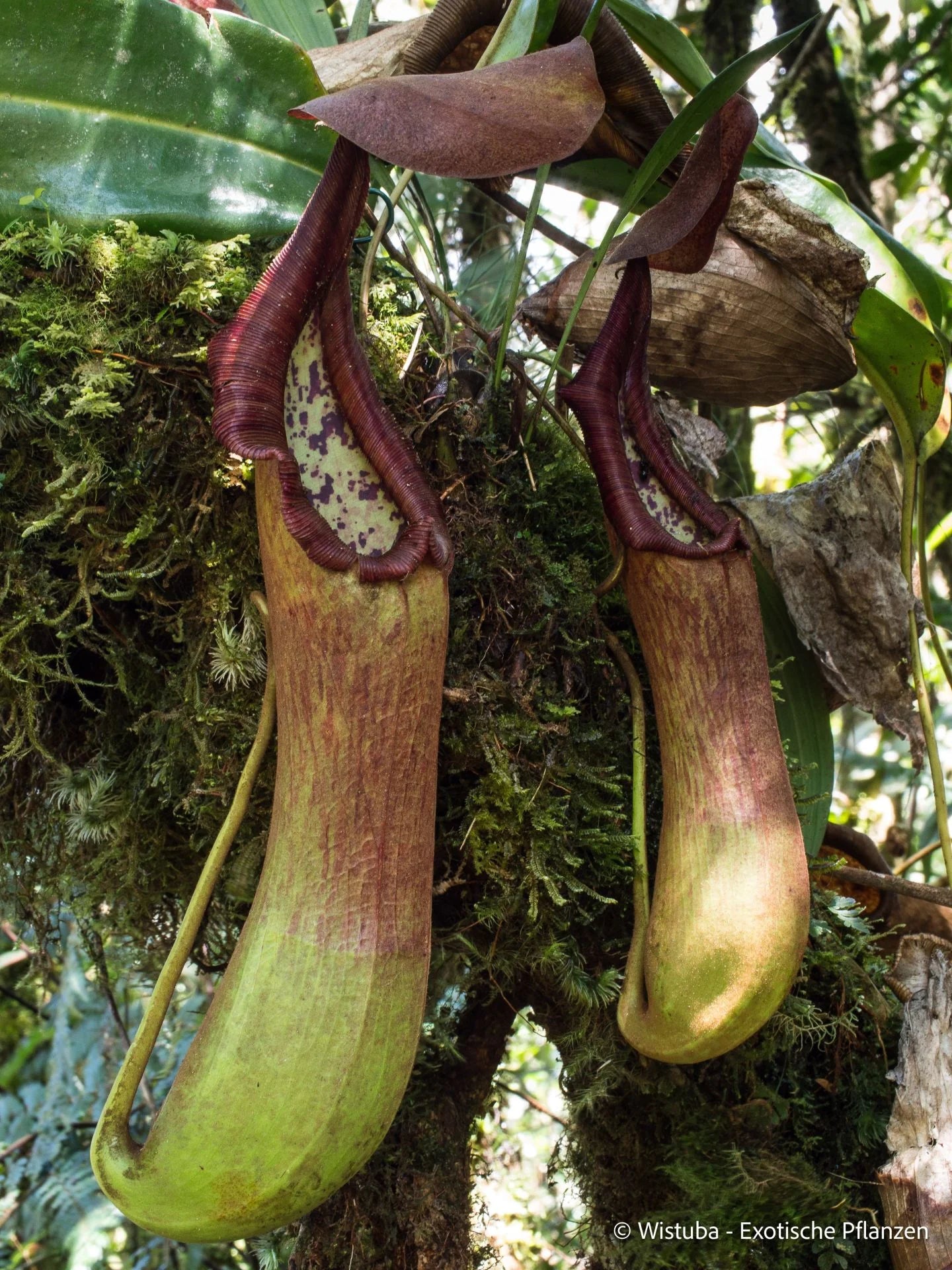 Nepenthes pantaronensis (Mt. Gaka) 大森食虫植物農園