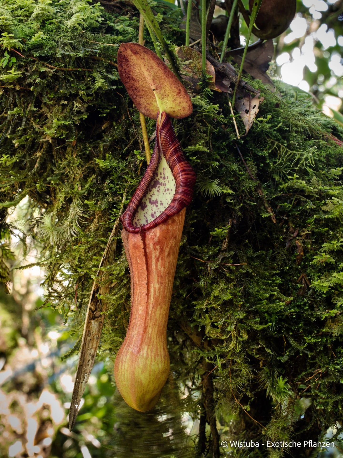 Nepenthes pantaronensis (Mt. Gaka) 大森食虫植物農園