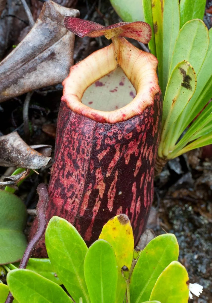 Nepenthes peltata (Mt. Hamiguitan) 大森食虫植物農園