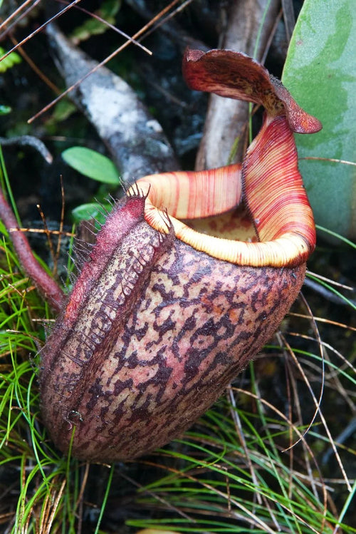 Nepenthes peltata (Mt. Hamiguitan) 大森食虫植物農園