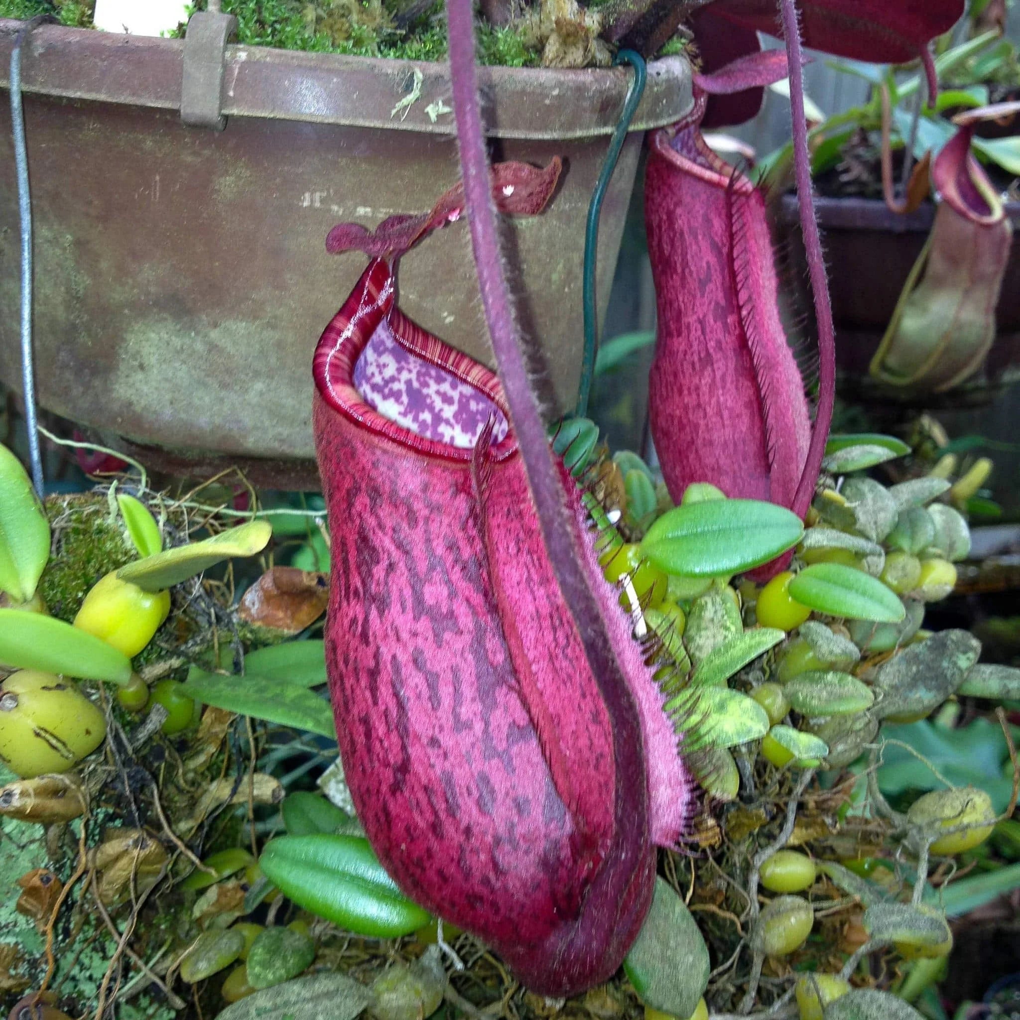 Nepenthes peltata, Mt. Hamiguitan, 8-10 cm 大森食虫植物農園