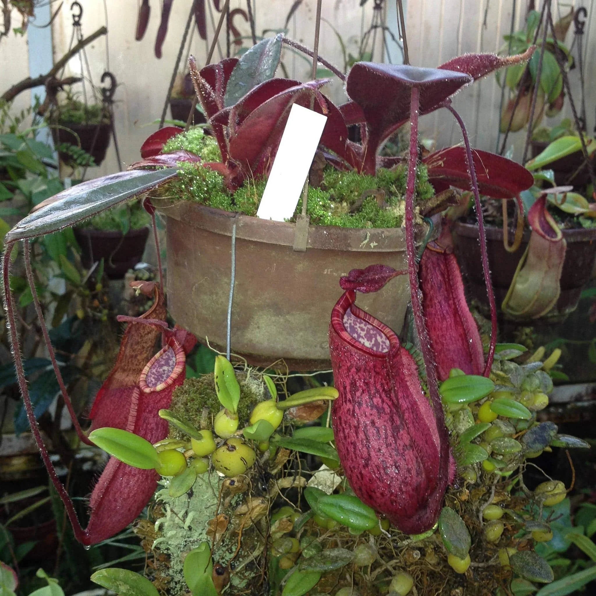 Nepenthes peltata, Mt. Hamiguitan, 8-10 cm 大森食虫植物農園