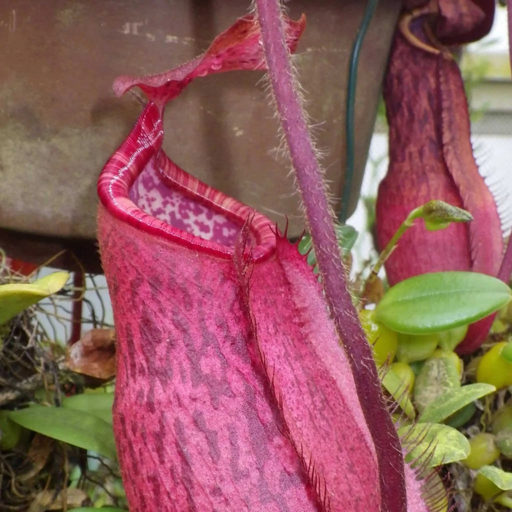 Nepenthes peltata, Mt. Hamiguitan, 8-10 cm 大森食虫植物農園