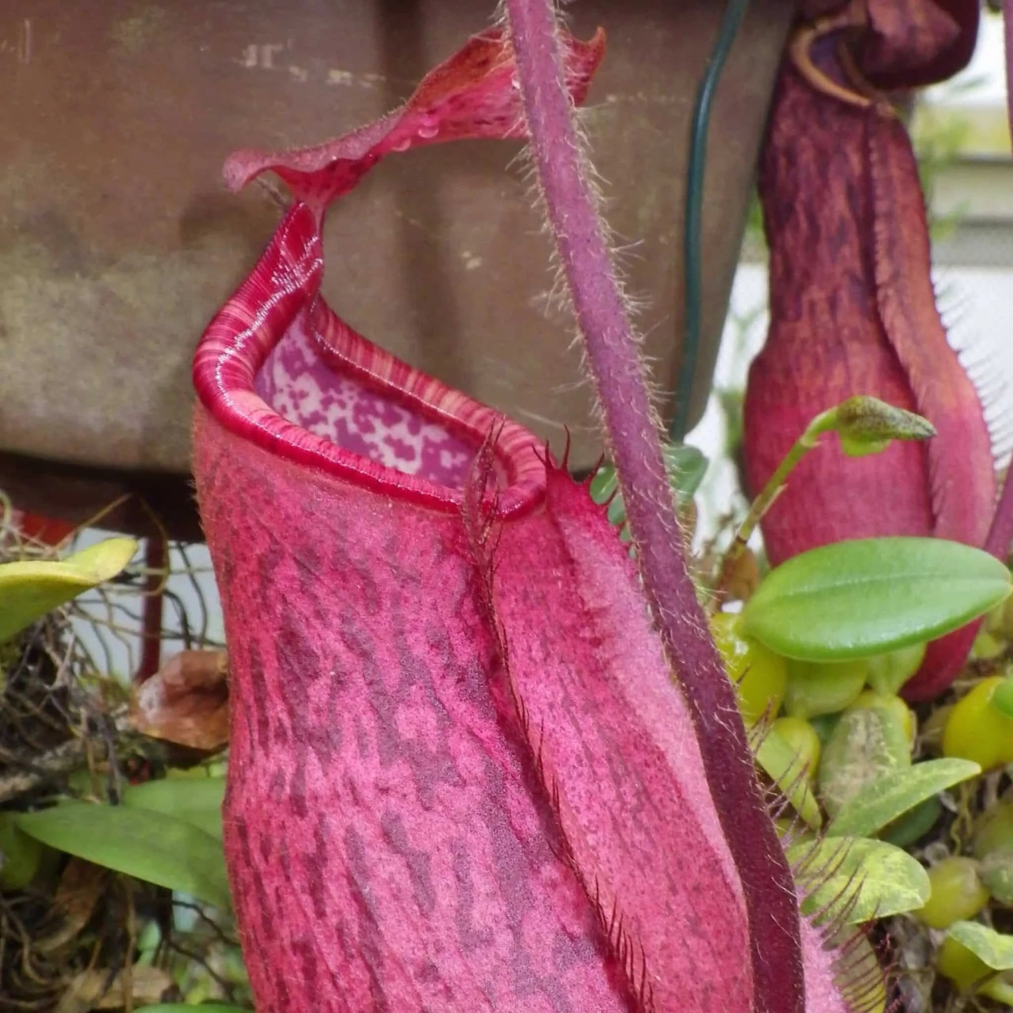 Nepenthes peltata, Mt. Hamiguitan, 8-10 cm 大森食虫植物農園