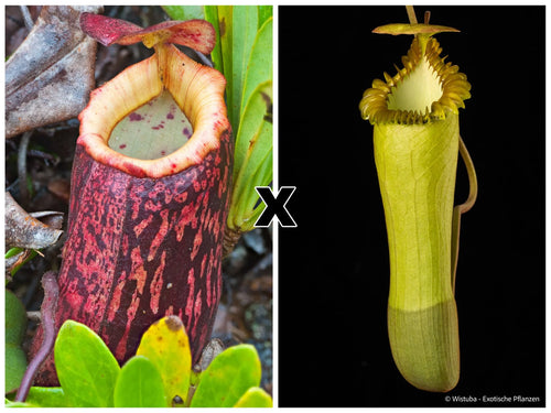 Nepenthes peltata × edwardsiana 大森食虫植物農園