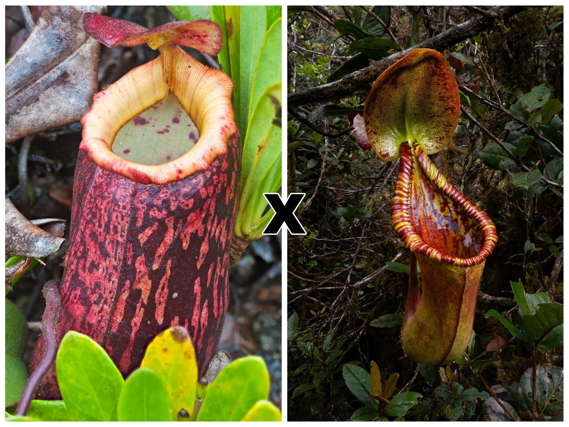 Nepenthes peltata x Trusmadiensis 大森食虫植物農園