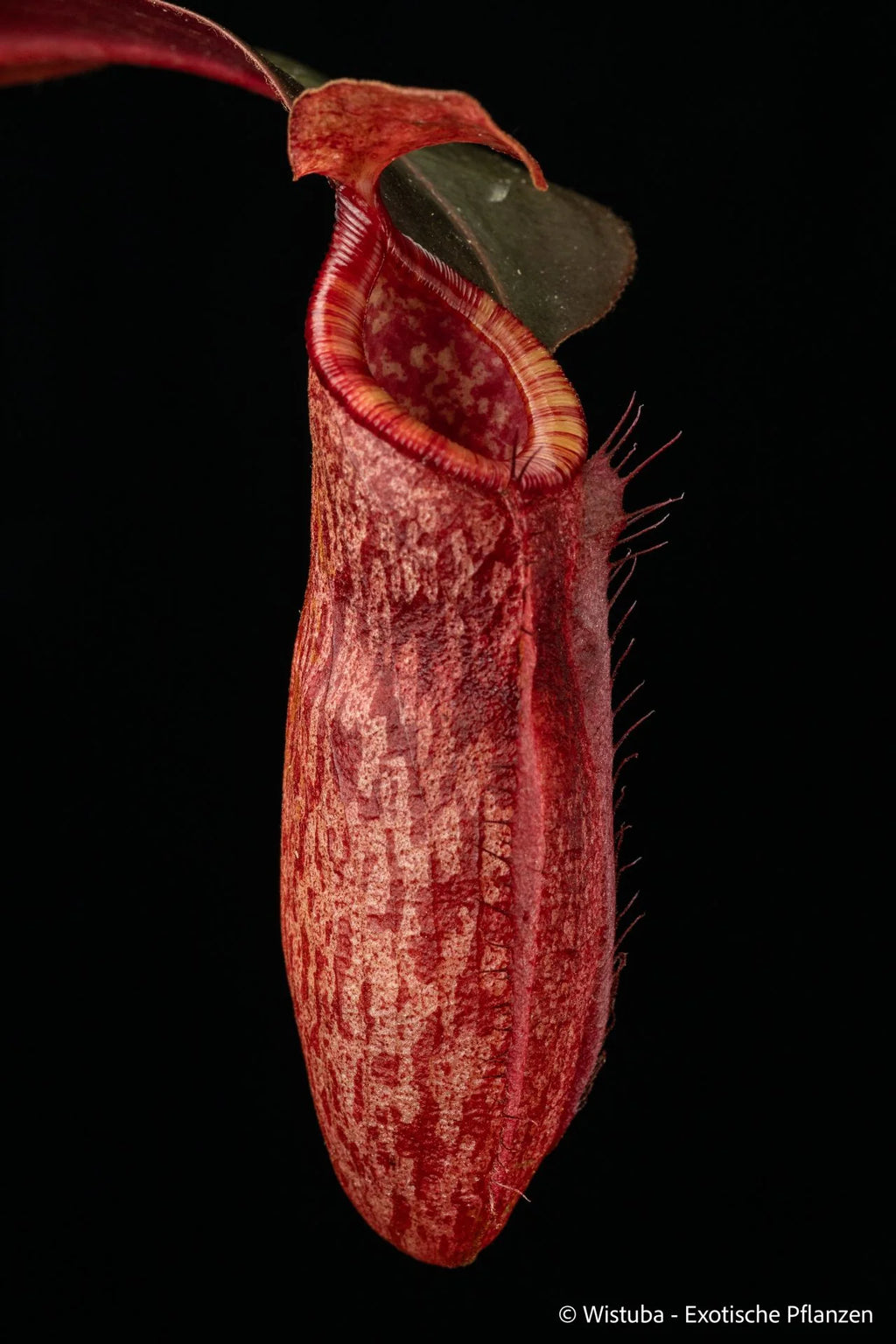 Nepenthes peltata x dubia 大森食虫植物農園