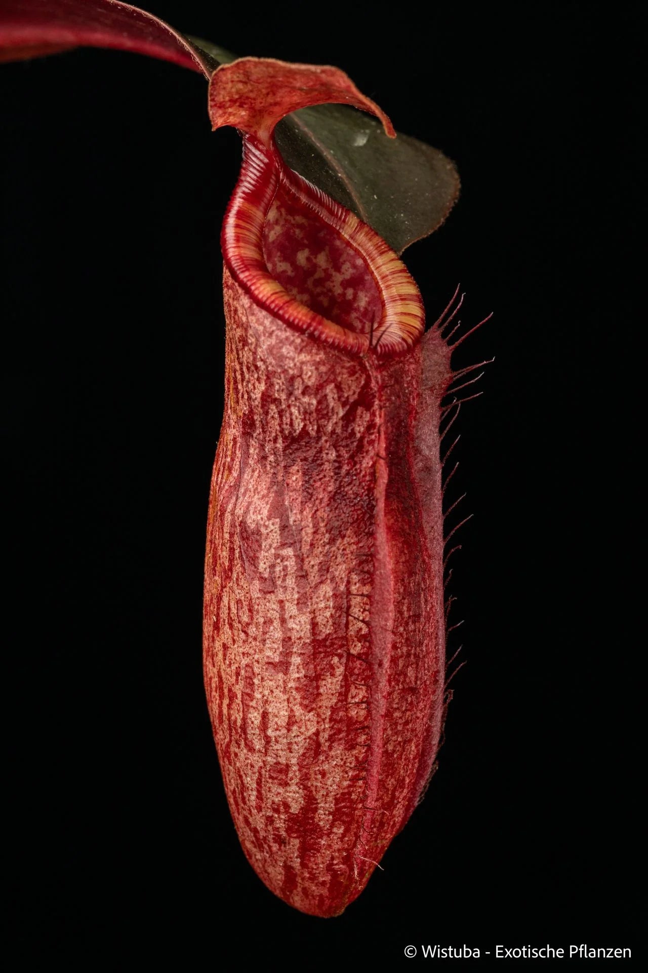 Nepenthes peltata x dubia 大森食虫植物農園