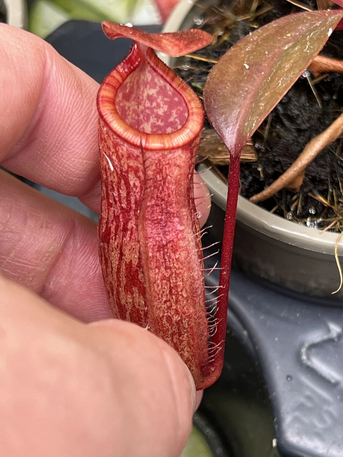 Nepenthes peltata x dubia 大森食虫植物農園