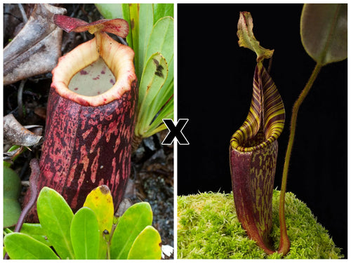Nepenthes peltata x mollis 大森食虫植物農園