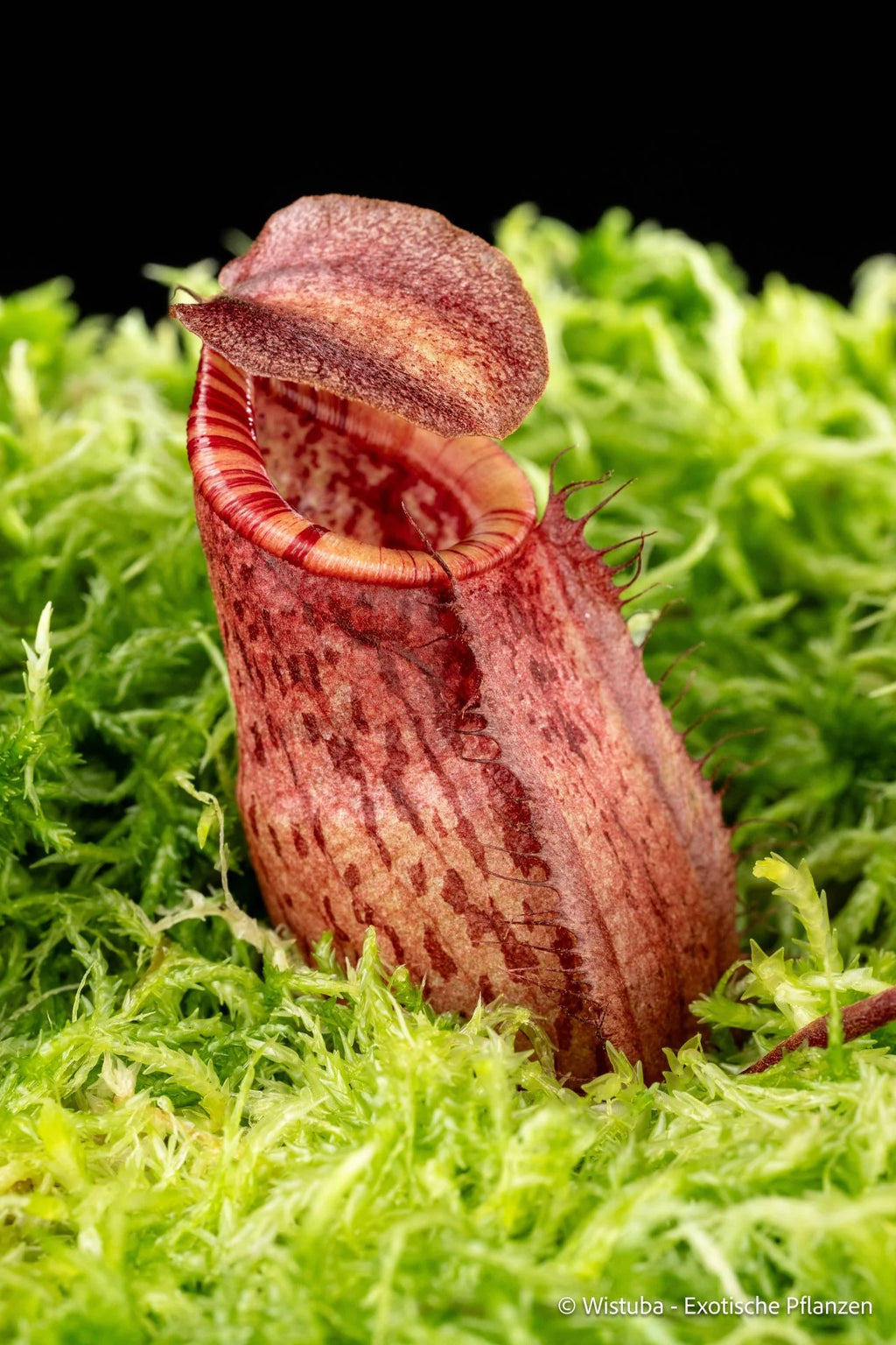 Nepenthes peltata x ovata 大森食虫植物農園