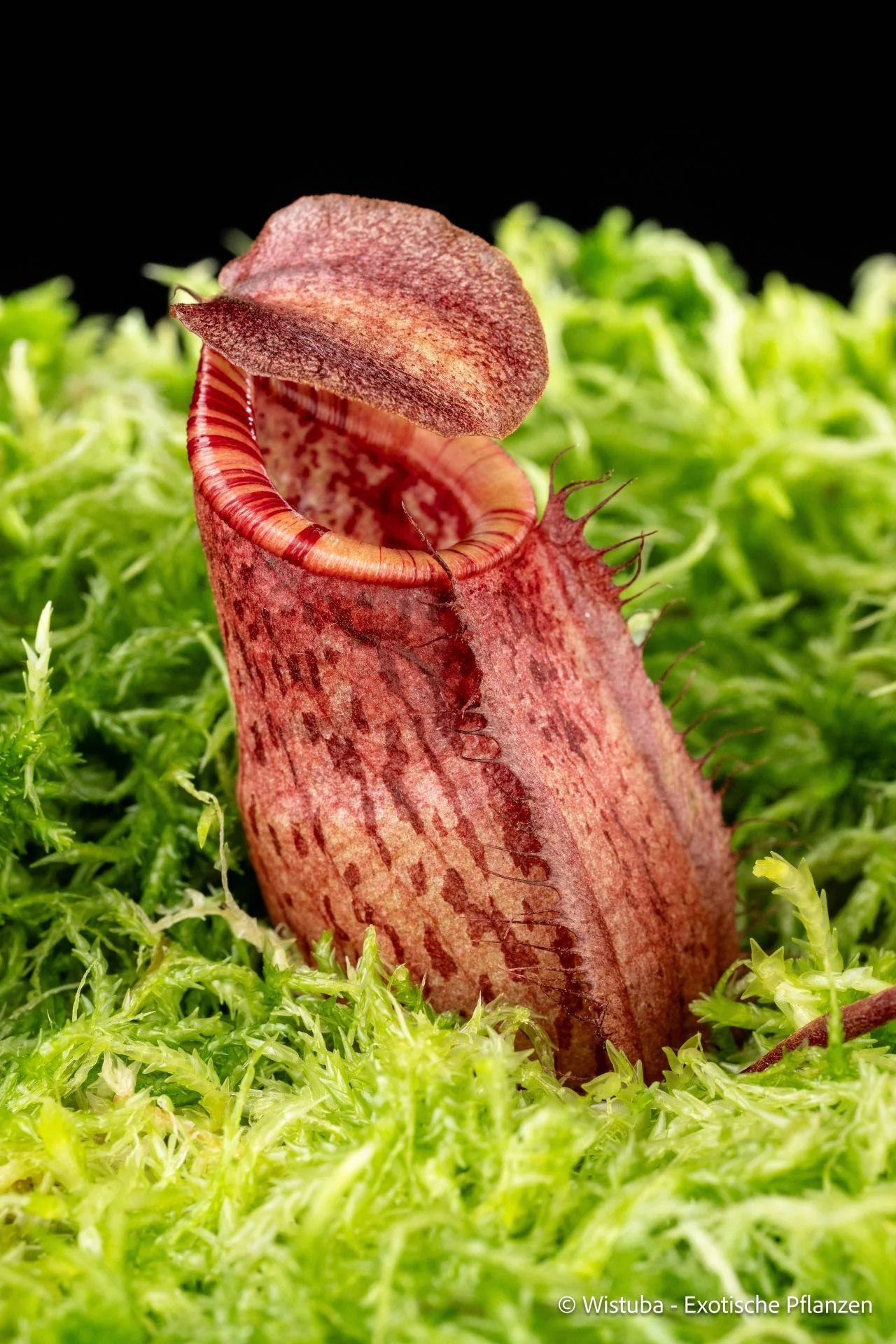 Nepenthes peltata x ovata 大森食虫植物農園