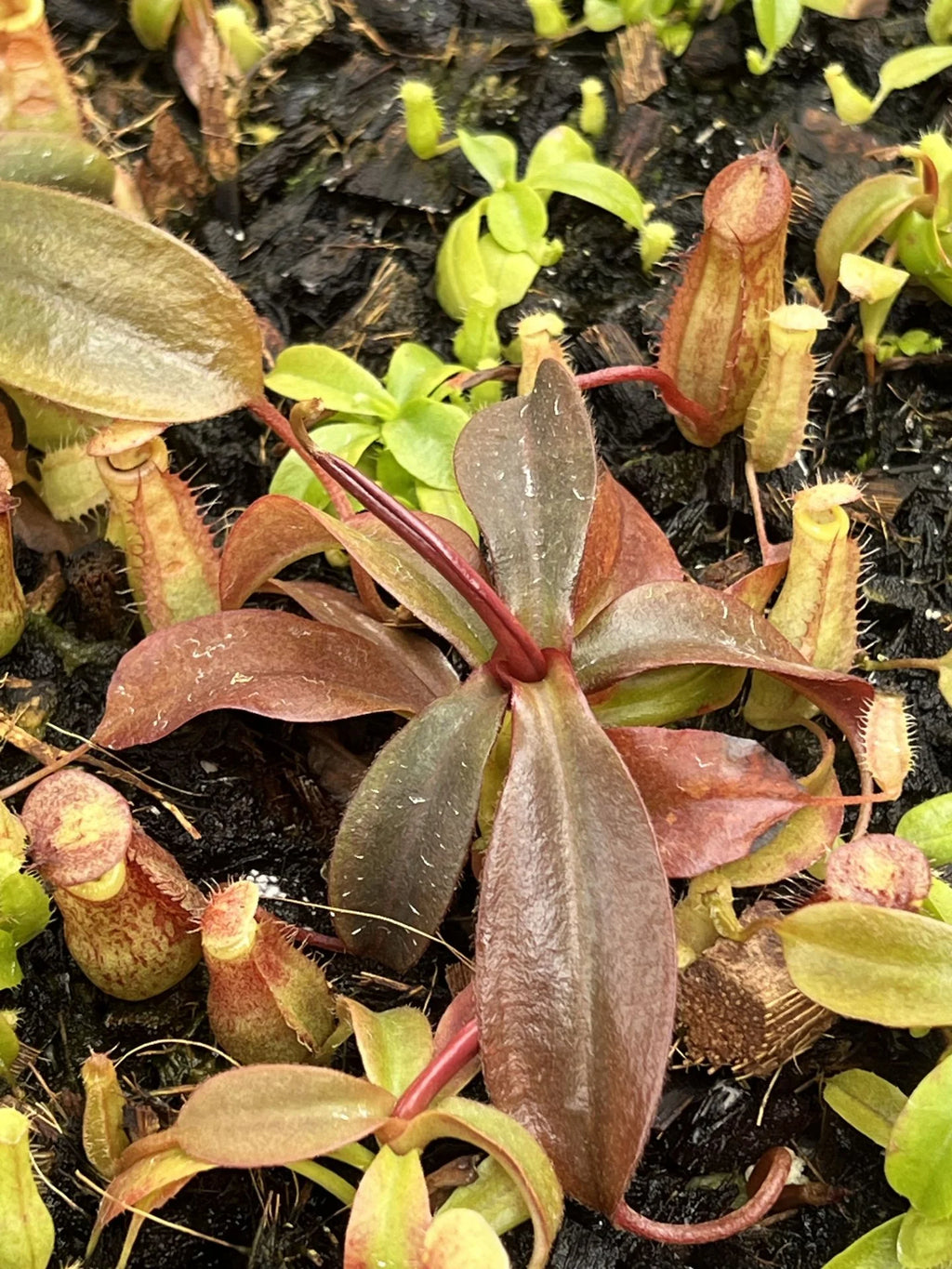 Nepenthes peltata x ovata 大森食虫植物農園