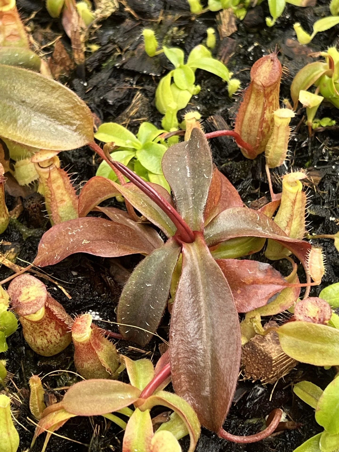 Nepenthes peltata x ovata 大森食虫植物農園