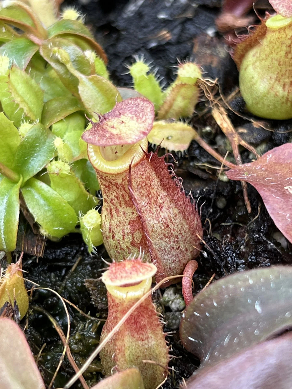 Nepenthes peltata x ovata 大森食虫植物農園