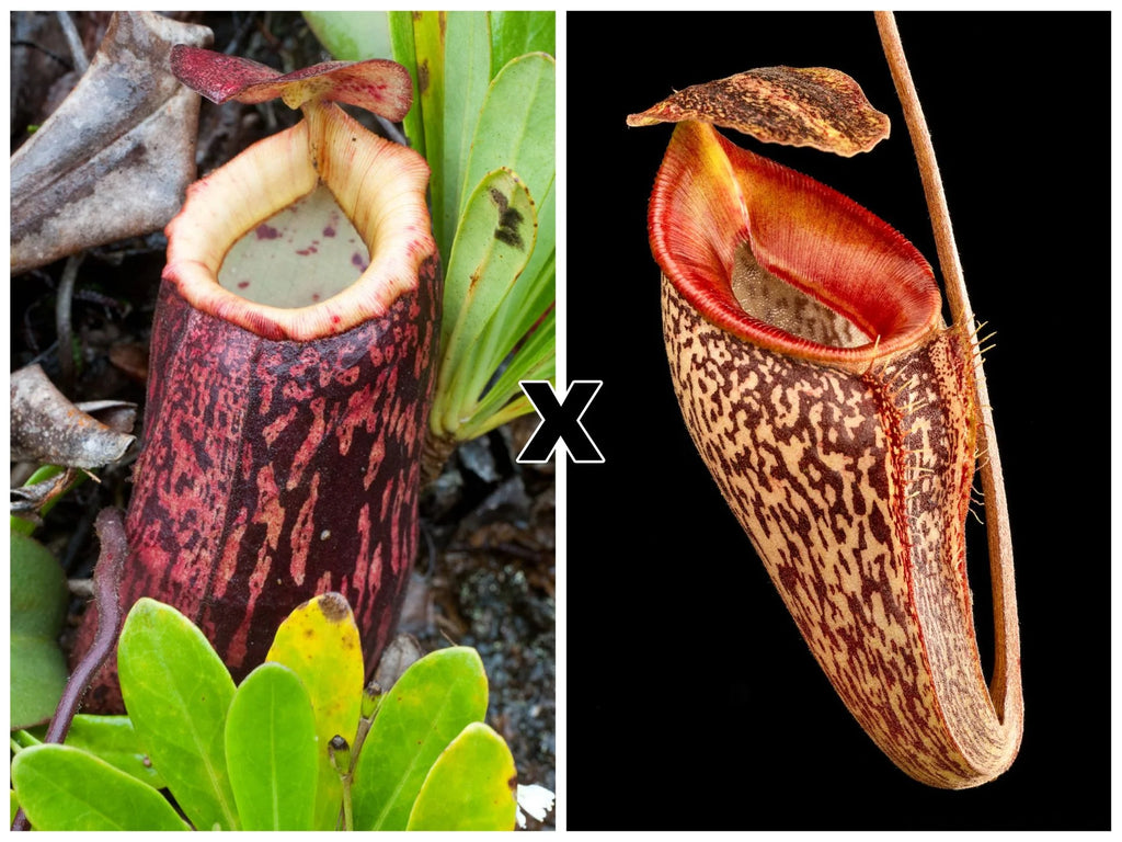 Nepenthes peltata x talangensis 大森食虫植物農園