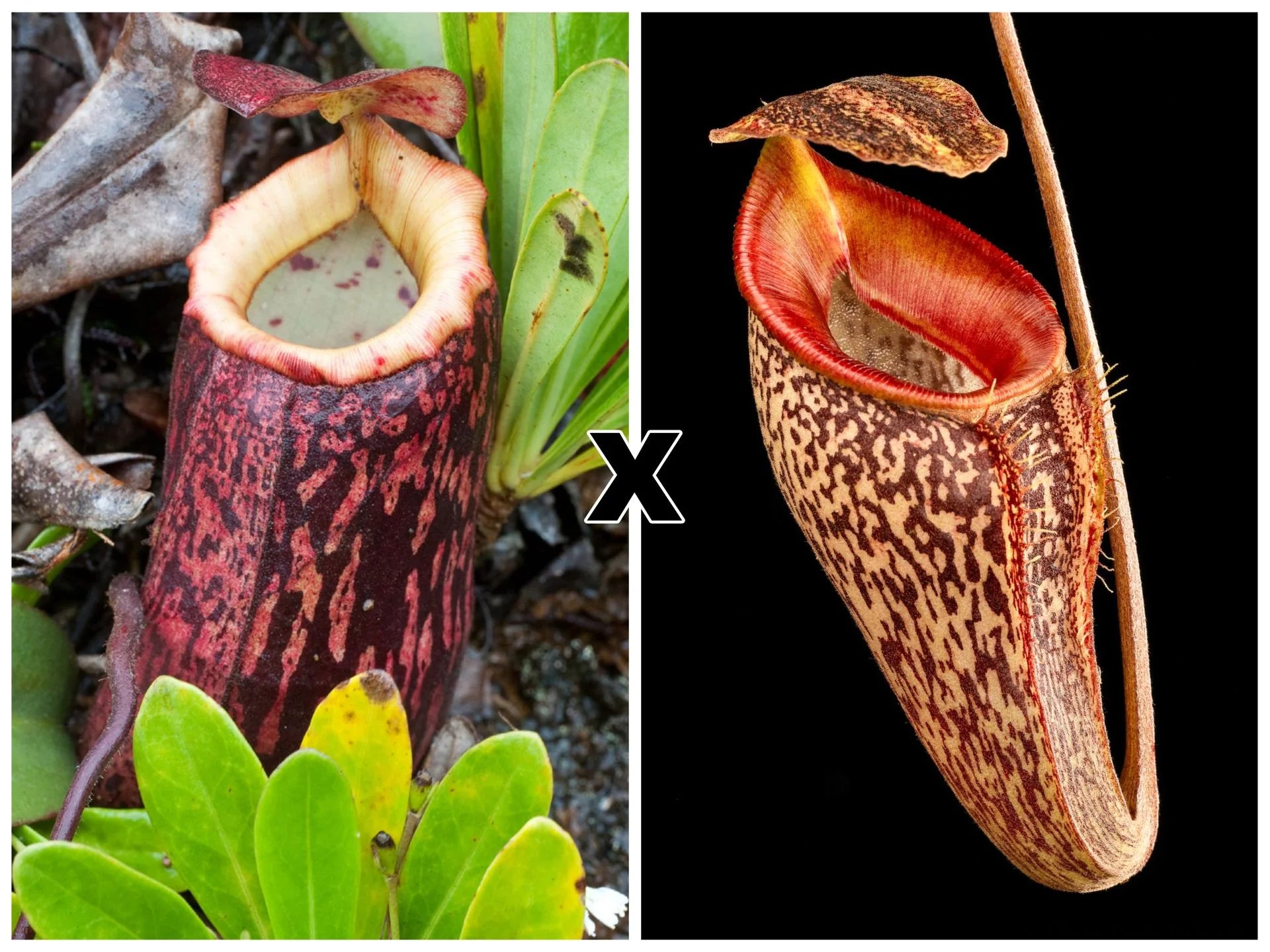 Nepenthes peltata x talangensis 大森食虫植物農園