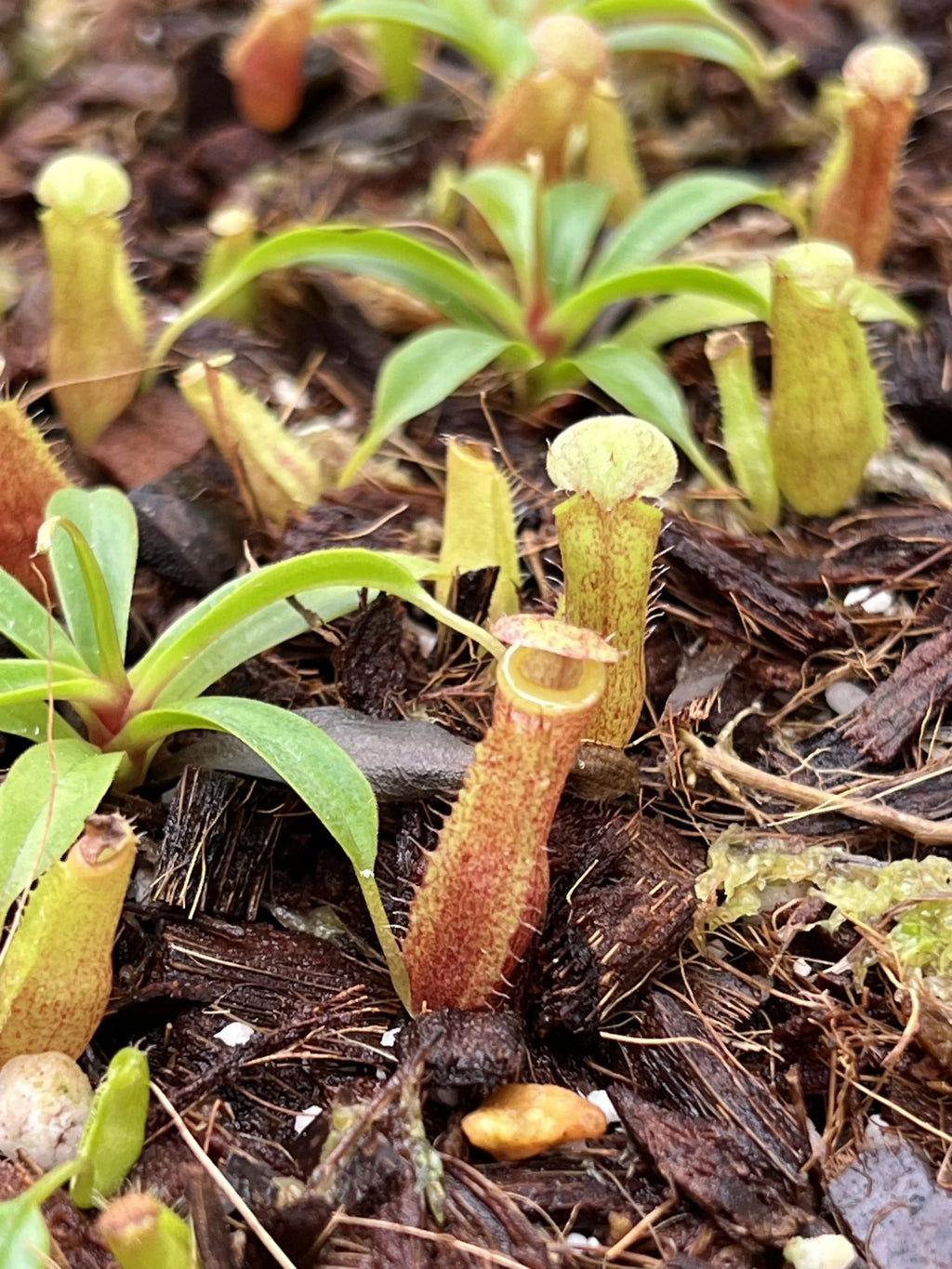 Nepenthes peltata x talangensis 大森食虫植物農園