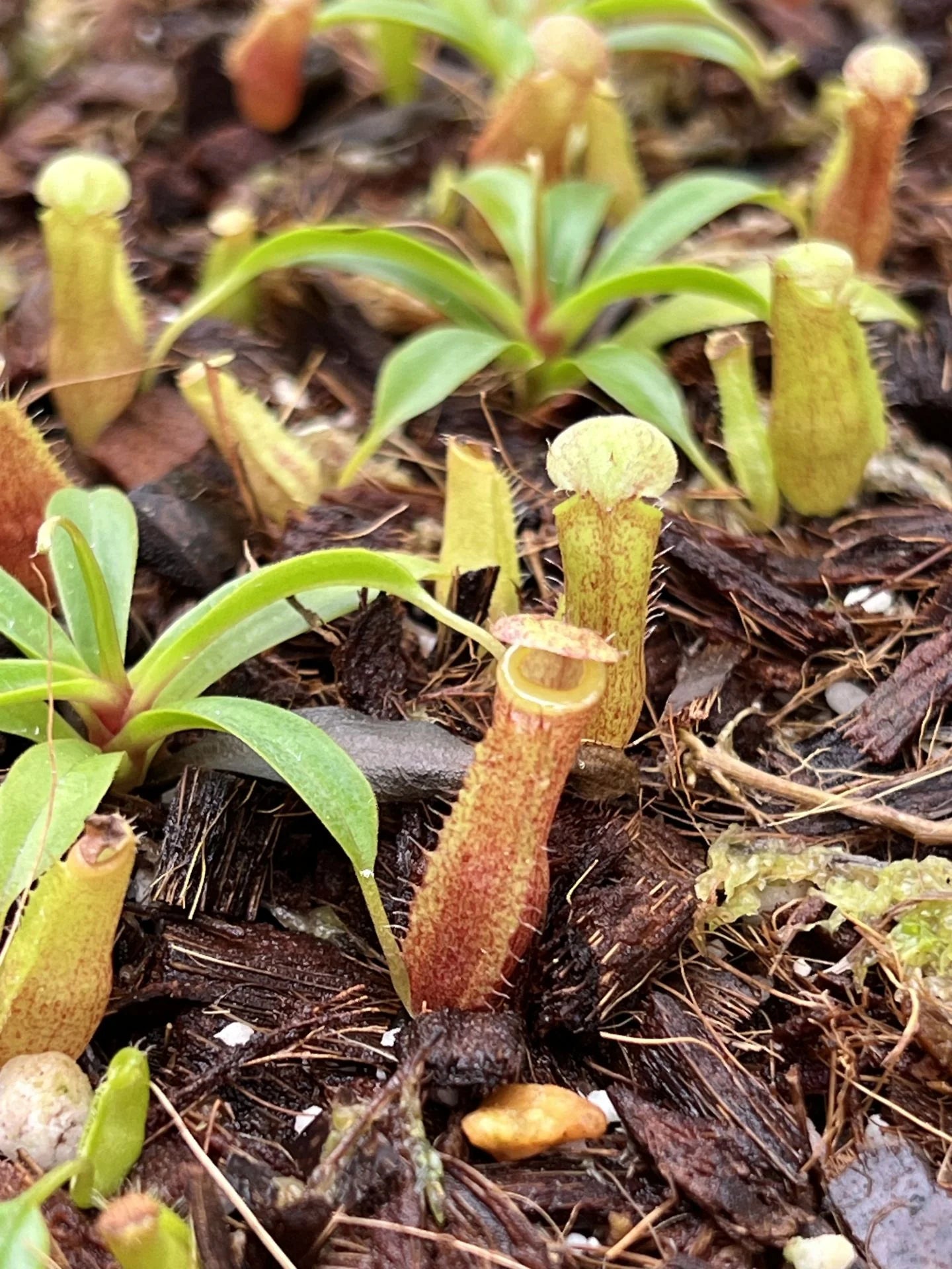 Nepenthes peltata x talangensis 大森食虫植物農園