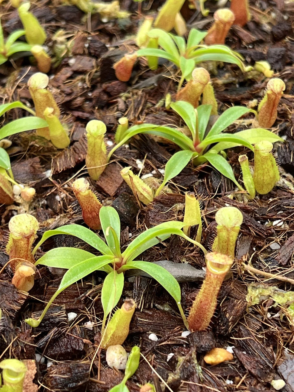 Nepenthes peltata x talangensis 大森食虫植物農園