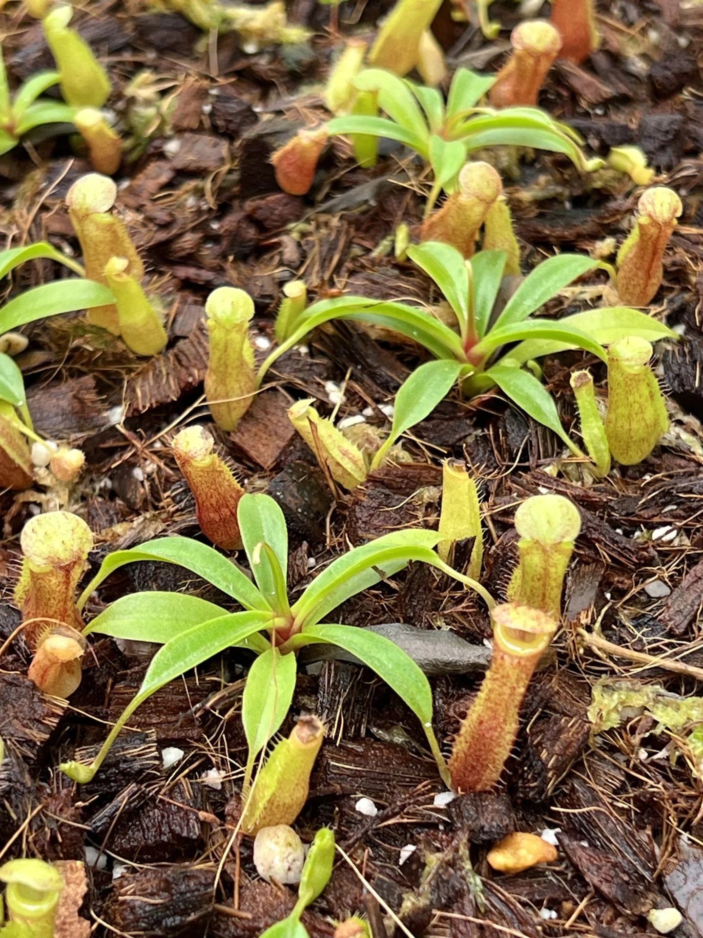 Nepenthes peltata x talangensis 大森食虫植物農園