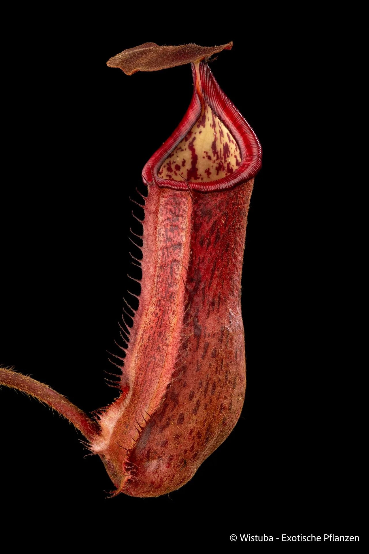 Nepenthes peltata x truncata 大森食虫植物農園
