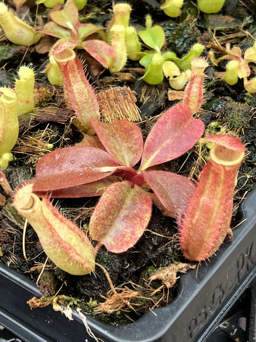 Nepenthes peltata x truncata 大森食虫植物農園