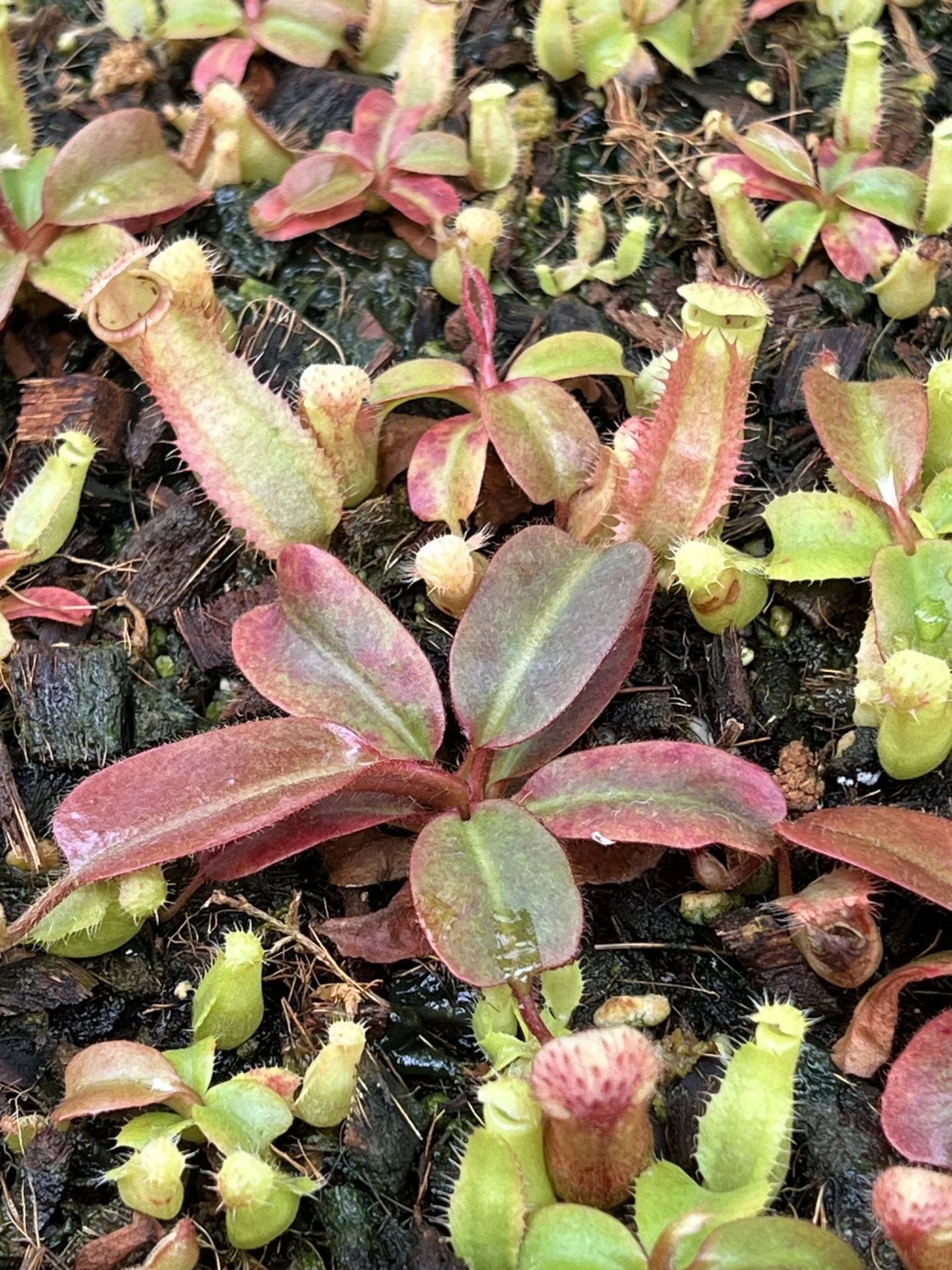 Nepenthes peltata x truncata 大森食虫植物農園