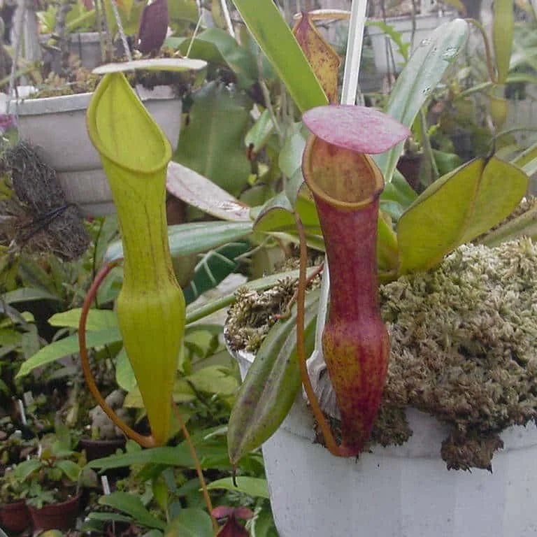 Nepenthes pervillei, 10-12 cm 大森食虫植物農園