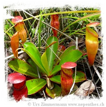 Nepenthes pervillei [BCP ID# N408] / 1株の苗, サイズ 3-6 cm 大森食虫植物農園