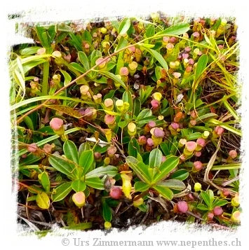 Nepenthes pervillei [BCP ID# N408] / 1株の苗, サイズ 3-6 cm 大森食虫植物農園