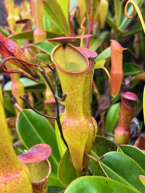 Nepenthes pervillei (Copolia, Seychelles) 大森食虫植物農園