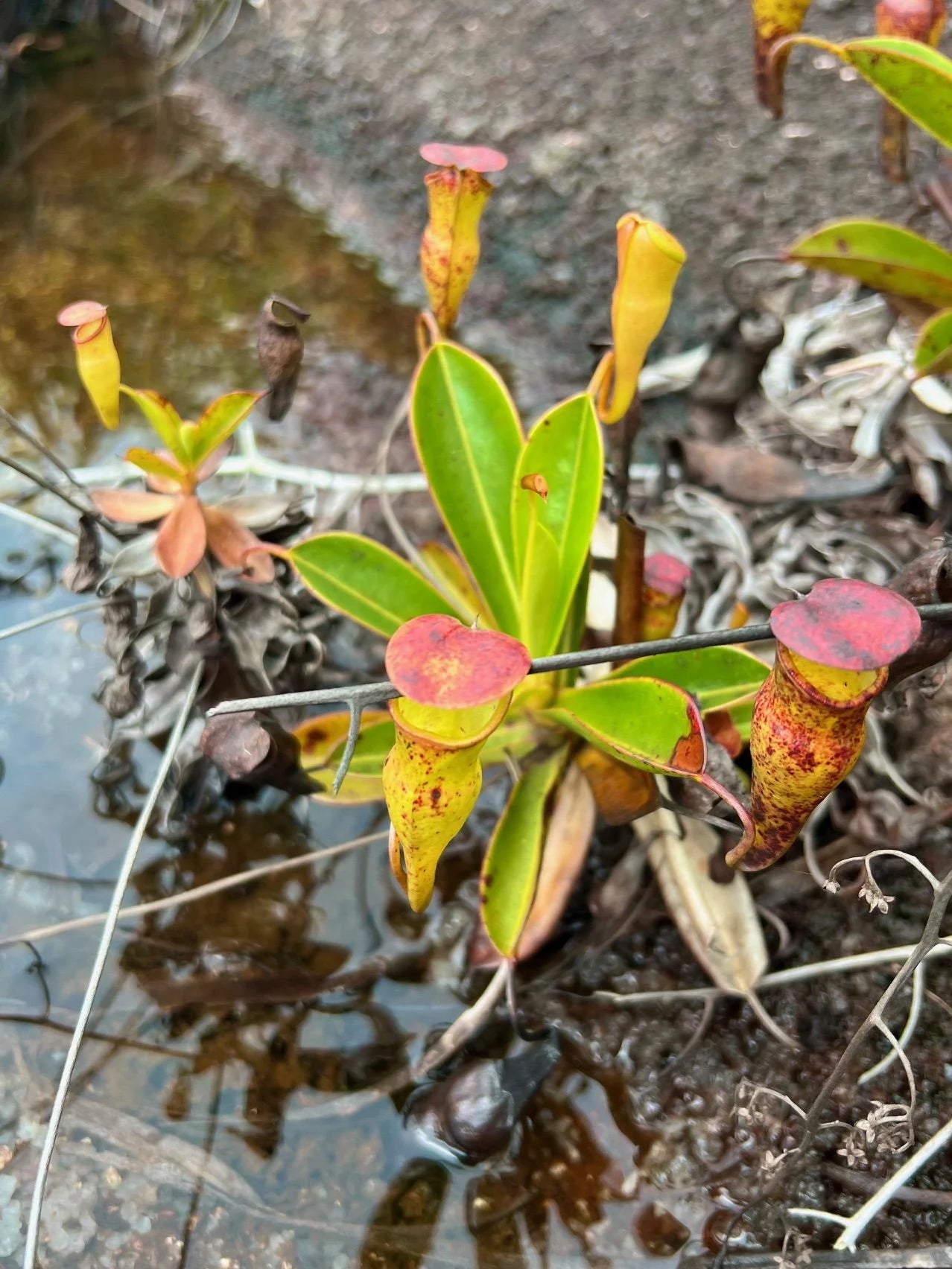 Nepenthes pervillei (Copolia, Seychelles) 大森食虫植物農園