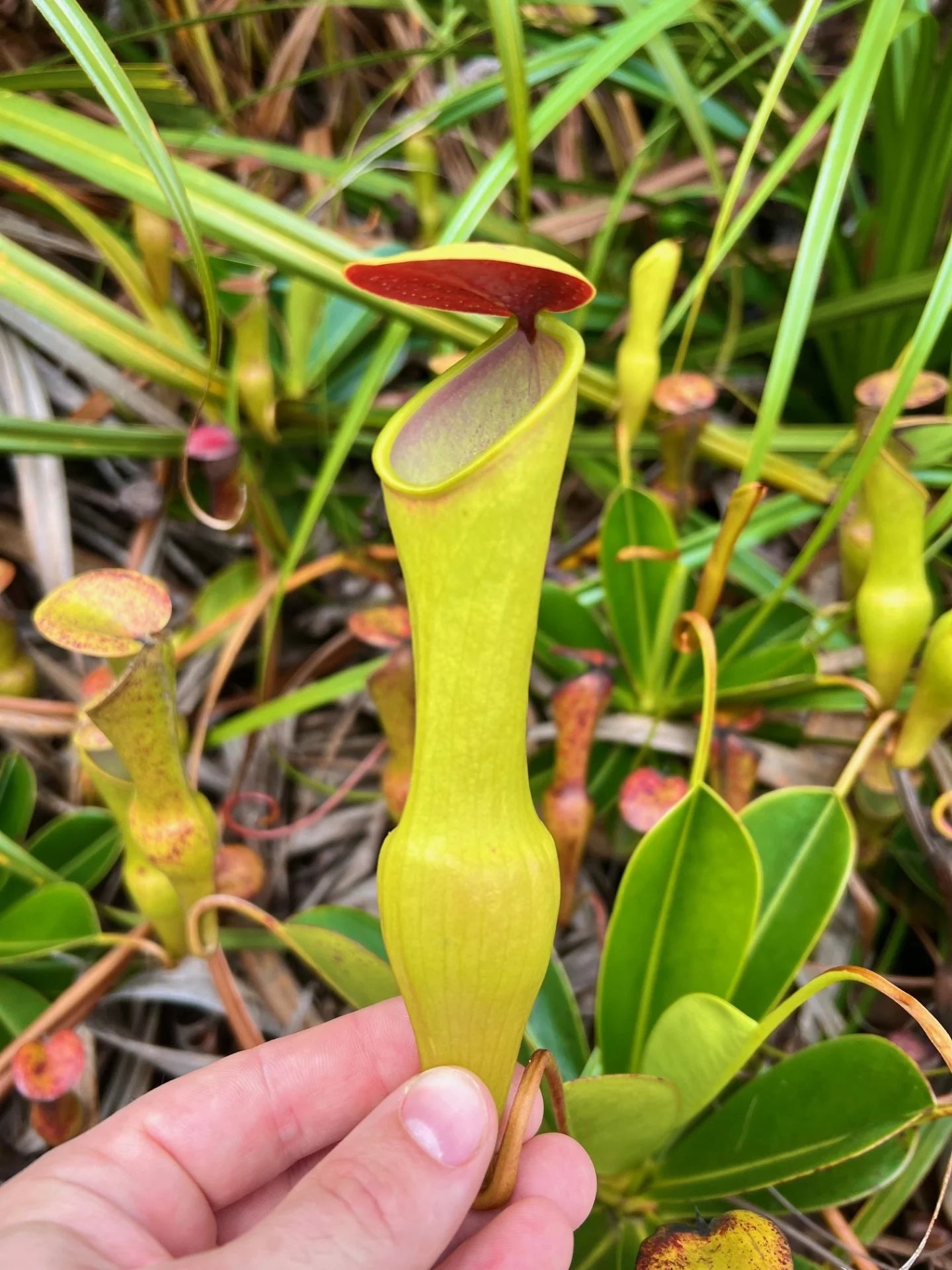 Nepenthes pervillei (Copolia, Seychelles) 大森食虫植物農園