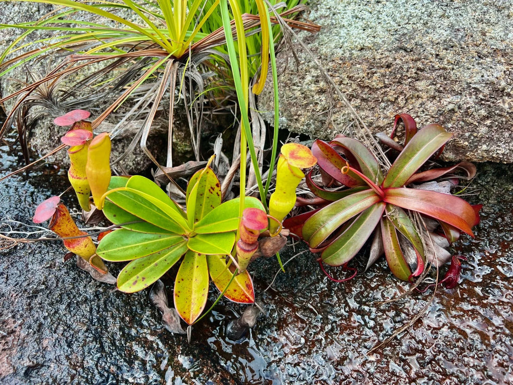 Nepenthes pervillei (Copolia, Seychelles) 大森食虫植物農園