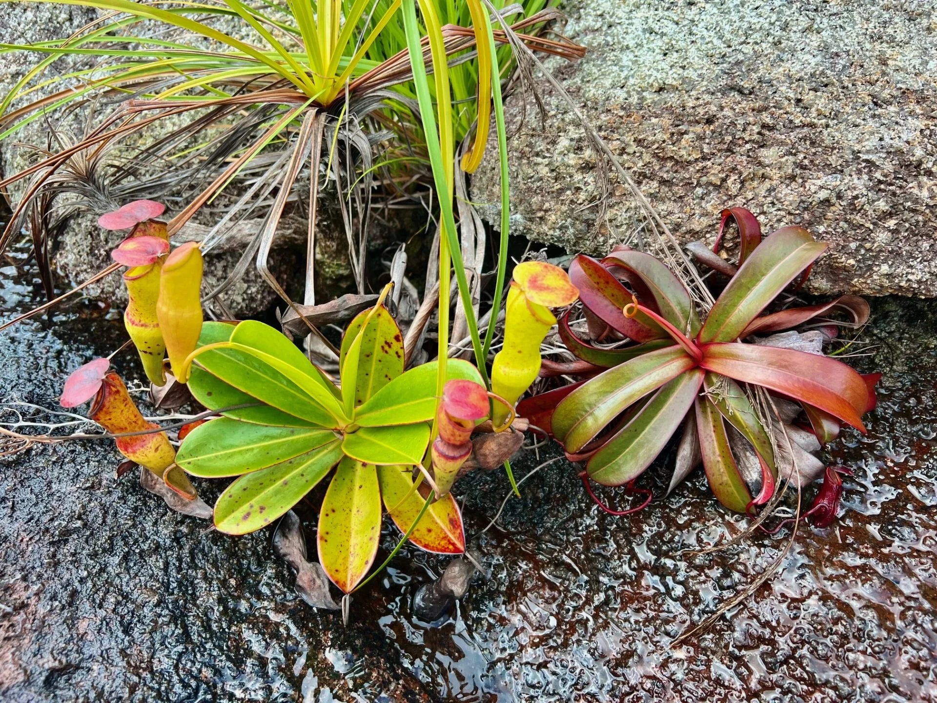 Nepenthes pervillei (Copolia, Seychelles) 大森食虫植物農園