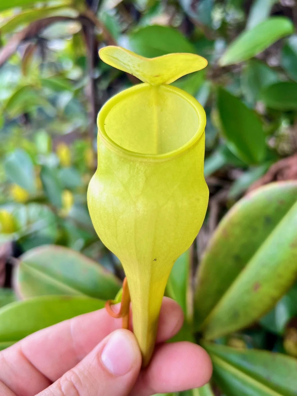 Nepenthes pervillei (New location, Big Belly, Seychelles) 大森食虫植物農園
