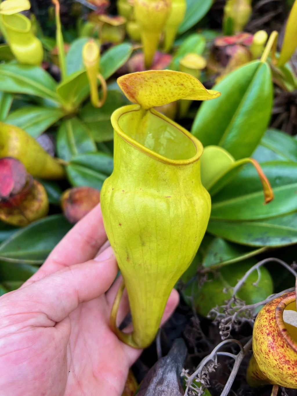 Nepenthes pervillei (New location, Big Belly, Seychelles) 大森食虫植物農園