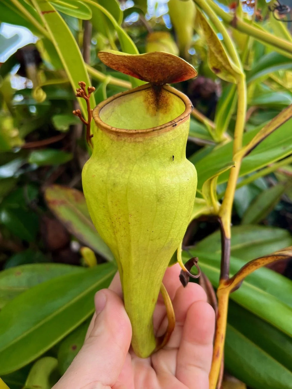 Nepenthes pervillei (New location, Big Belly, Seychelles) 大森食虫植物農園