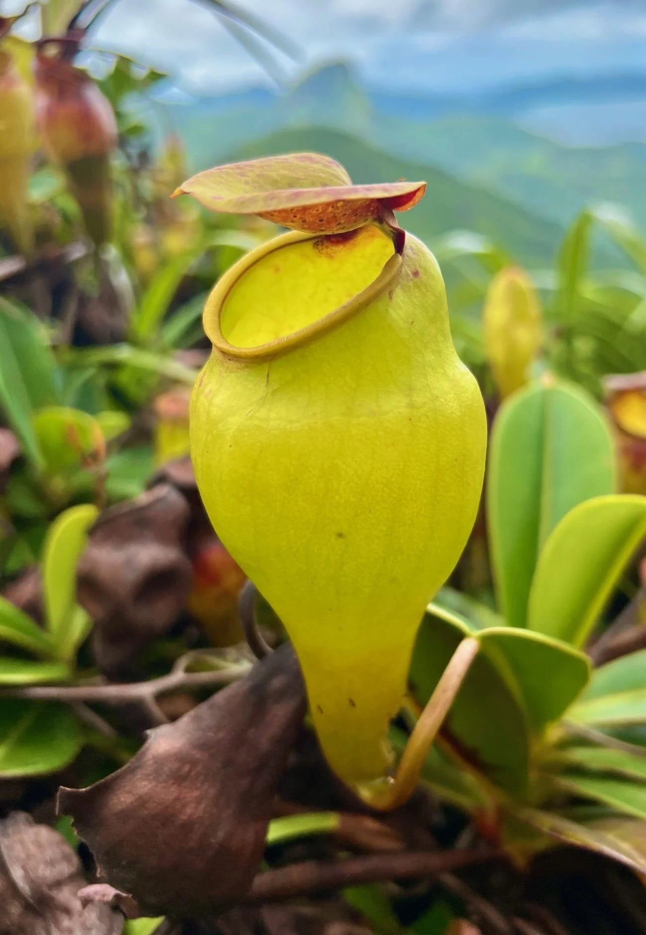 Nepenthes pervillei (New location, Big Belly, Seychelles) 大森食虫植物農園