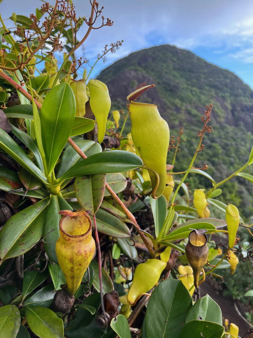Nepenthes pervillei (New location, Big Belly, Seychelles) 大森食虫植物農園