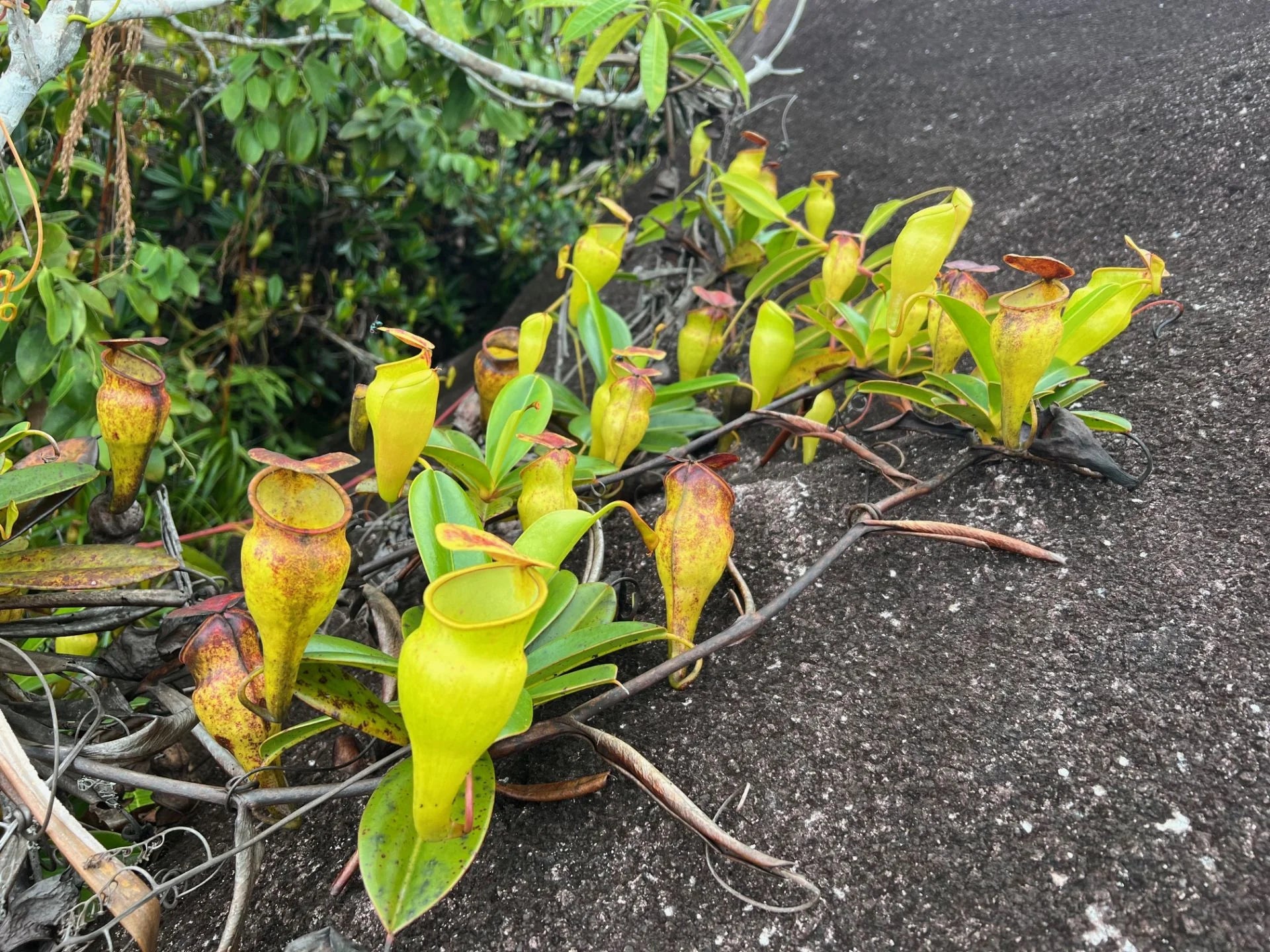 Nepenthes pervillei (New location, Big Belly, Seychelles) 大森食虫植物農園