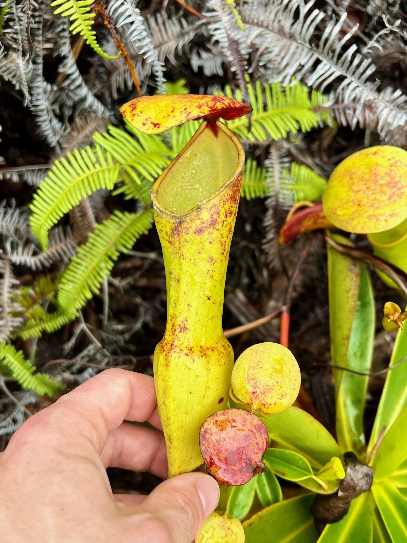 Nepenthes pervillei (Tea Tavern, Seychelles) 大森食虫植物農園