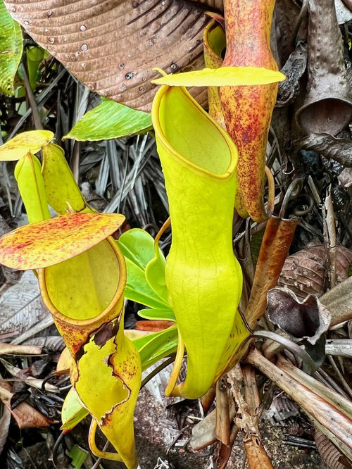 Nepenthes pervillei (Tea Tavern, Seychelles) 大森食虫植物農園