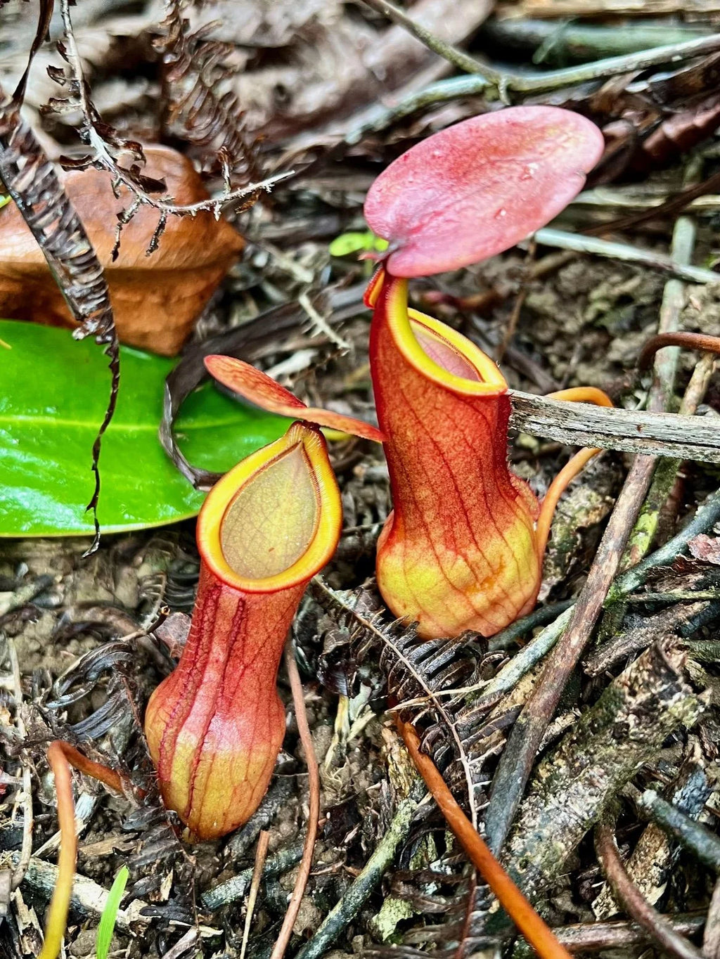 Nepenthes pervillei (Tea Tavern, Seychelles) 大森食虫植物農園