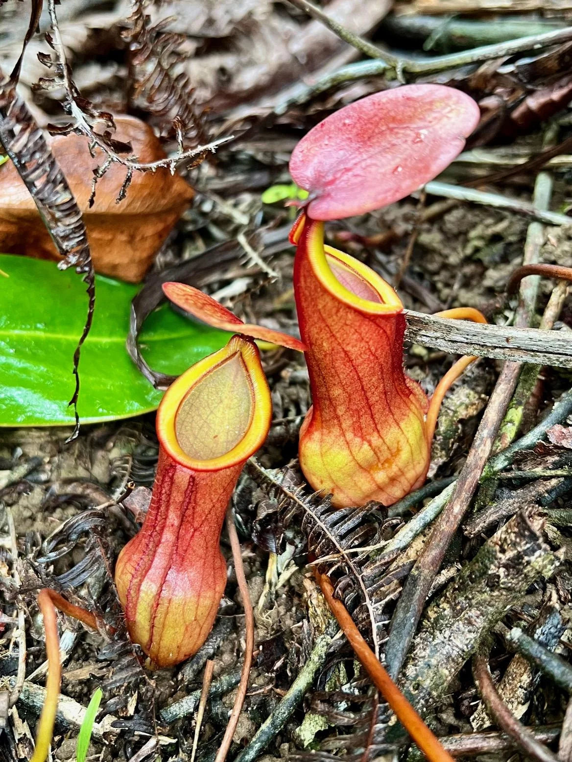 Nepenthes pervillei (Tea Tavern, Seychelles) 大森食虫植物農園